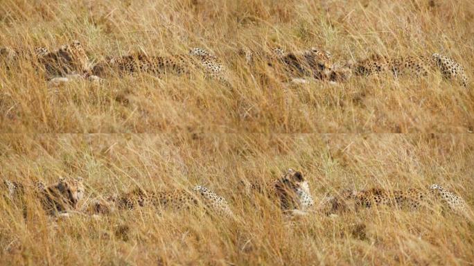 慢动作猎豹在高高的草丛中吃黑斑羚幼崽