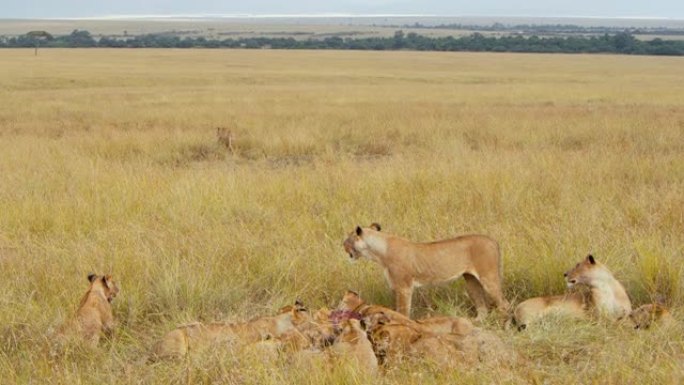 在野生动物保护区的草原上，狮子一家正在吃死斑马