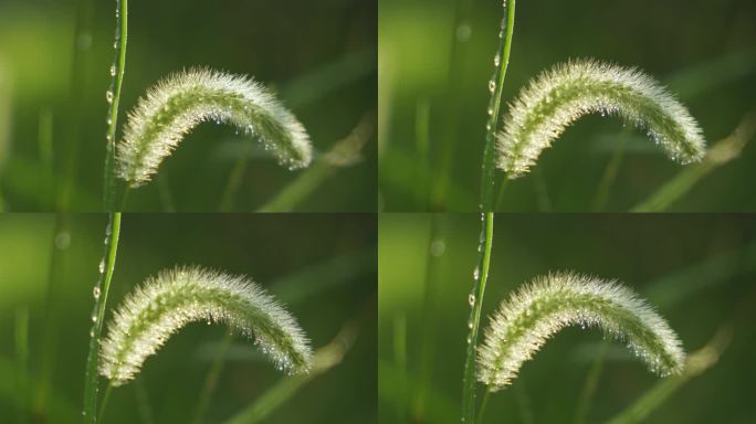 清晨挂满露珠的狗尾草 唯美露珠