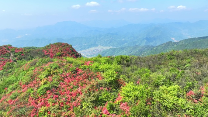 航拍浙江杭州桐庐杜鹃花 春色 乡村美景