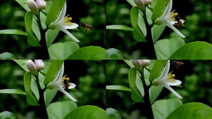 蜜蜂落在橙树上的花