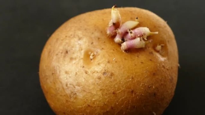 发芽马铃薯特写宏观镜头，发芽马铃薯，种薯，