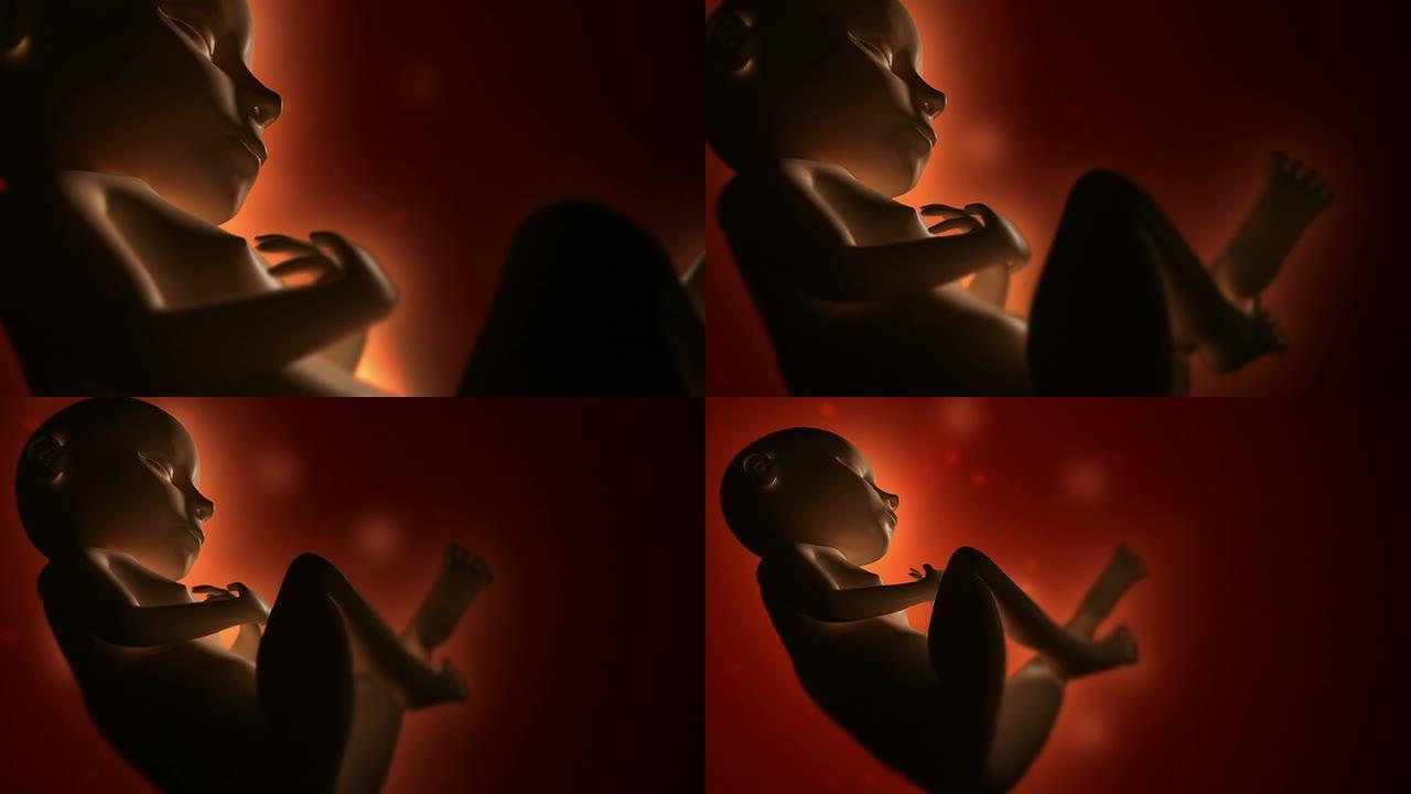 安眠的胎儿-医学动画