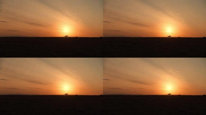 日落时在大草原上放牧的侧影牛羚的远景