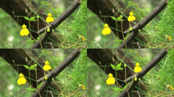 异国情调的黄色花朵高清
