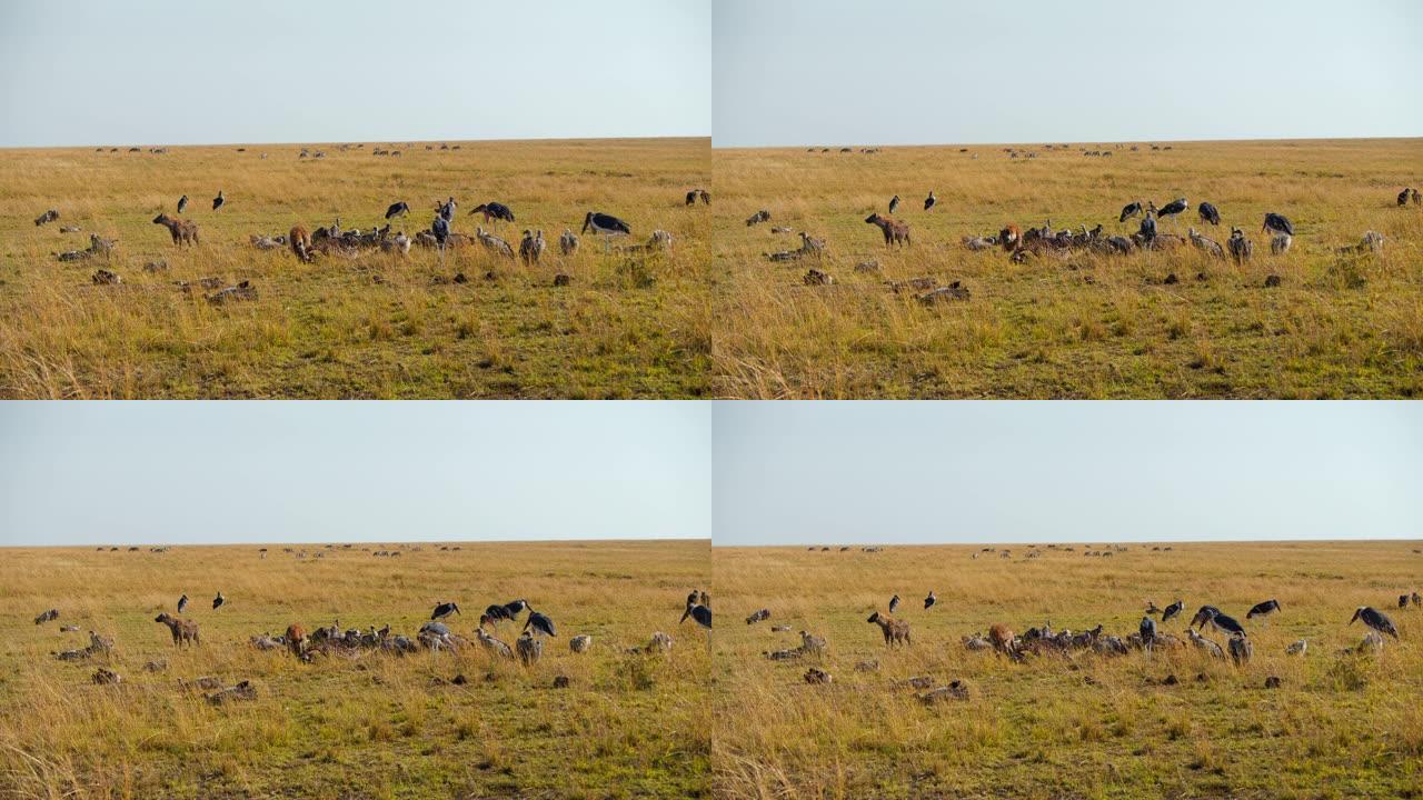 在马赛马拉平原，鬣狗和鸟类共享猎物