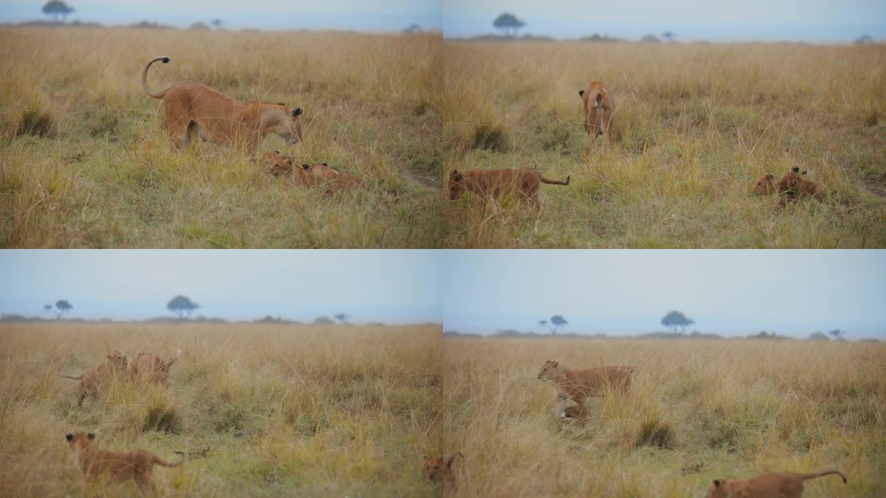 谁更强？在野生动物保护区的草地上玩耍的母狮和幼狮