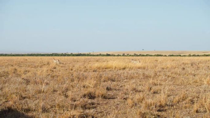猎豹在马赛马拉国家保护区的大草原上行走