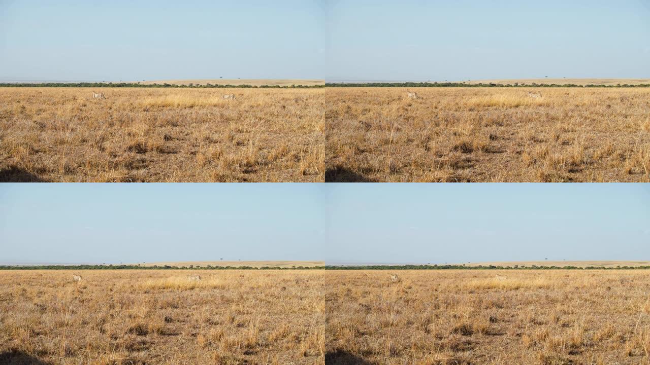 猎豹在马赛马拉国家保护区的大草原上行走