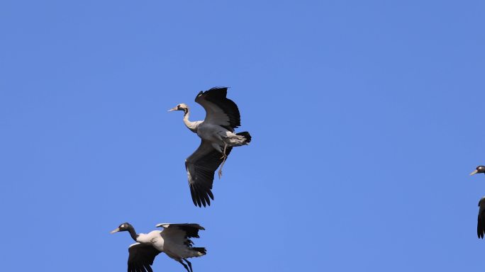 黑颈鹤御风飞行的慢动作