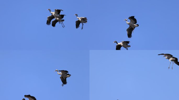 黑颈鹤御风飞行的慢动作