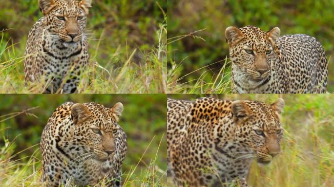 在野生动物保护区的草原上，美丽的斑点豹逐渐接近猎物