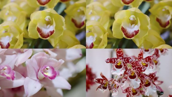 【原创视频】南京中山植物园各色名贵兰花
