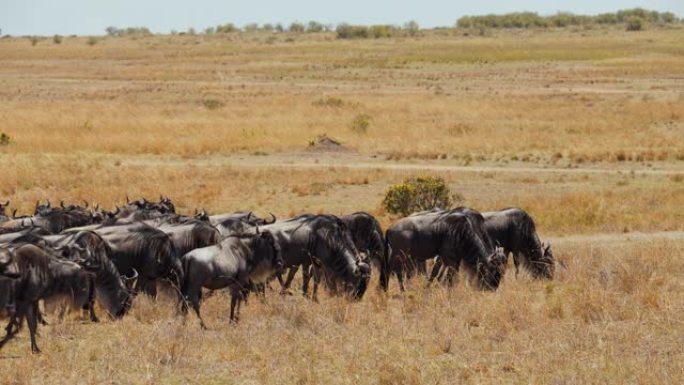 野生动物保护区草原上放牧的牛羚群。伟大的牛羚迁徙。