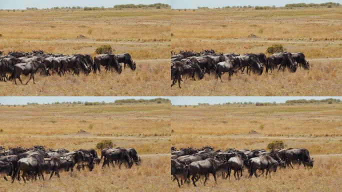野生动物保护区草原上放牧的牛羚群。伟大的牛羚迁徙。