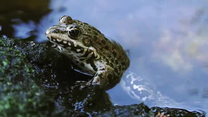 阿努兰坐在水里。