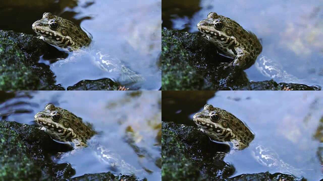 阿努兰坐在水里。