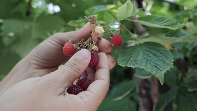 女人的手收集树莓的慢动作。