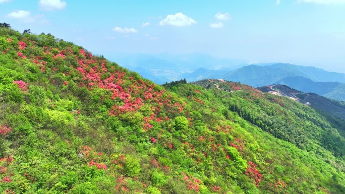 航拍浙江杭州桐庐杜鹃花 春色 乡村美景