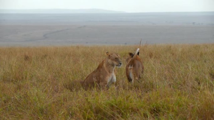 狮子与狮子幼崽在野生动物保护区的草地上休息