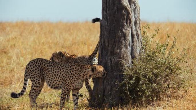 非洲猎豹领土用小便标记
