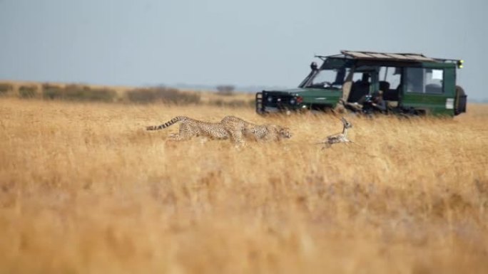 慢动作野生非洲猎豹追逐年轻的黑斑羚，背景是野生动物园汽车/车辆