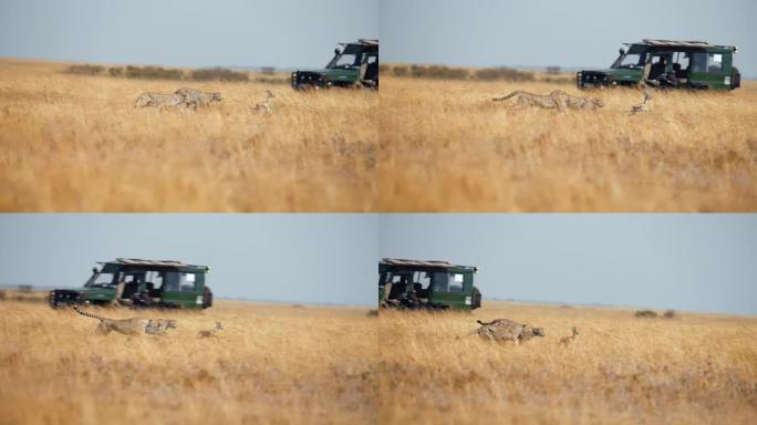 慢动作野生非洲猎豹追逐年轻的黑斑羚，背景是野生动物园汽车/车辆