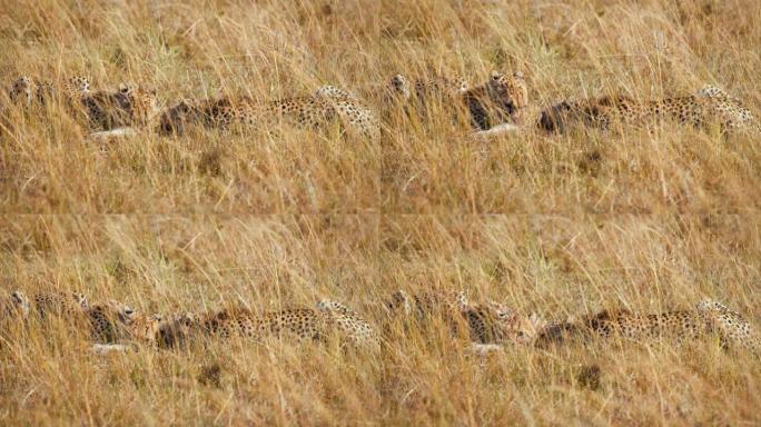 慢镜头猎豹在草原上吃着被猎杀的黑斑羚幼崽