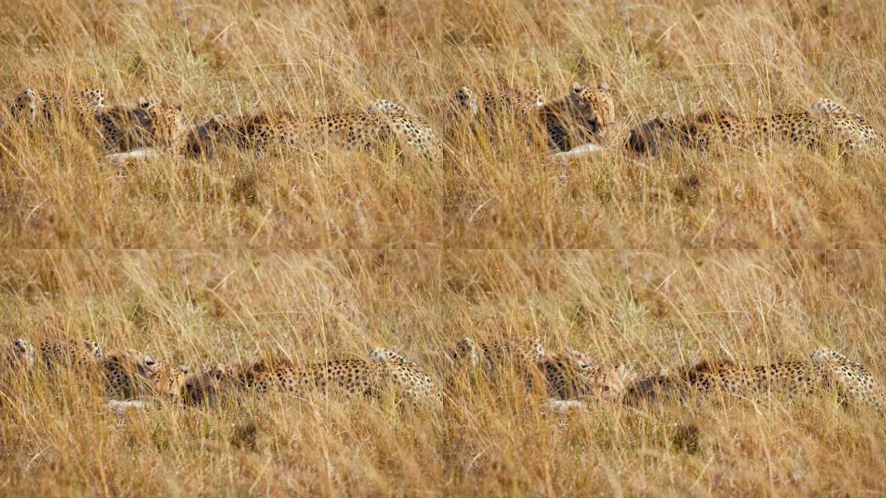 慢镜头猎豹在草原上吃着被猎杀的黑斑羚幼崽
