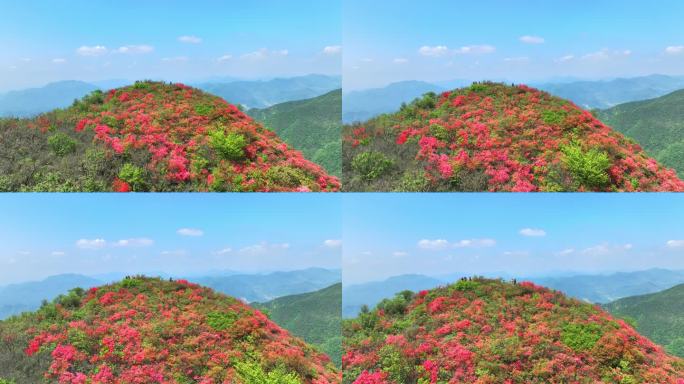 航拍浙江杭州桐庐杜鹃花 春色 乡村美景