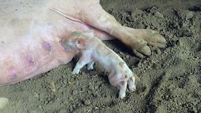 刚出生的仔猪被母亲睡觉，醒来时吸奶