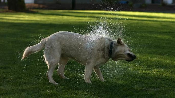狗甩掉水