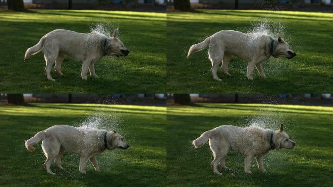 狗甩掉水