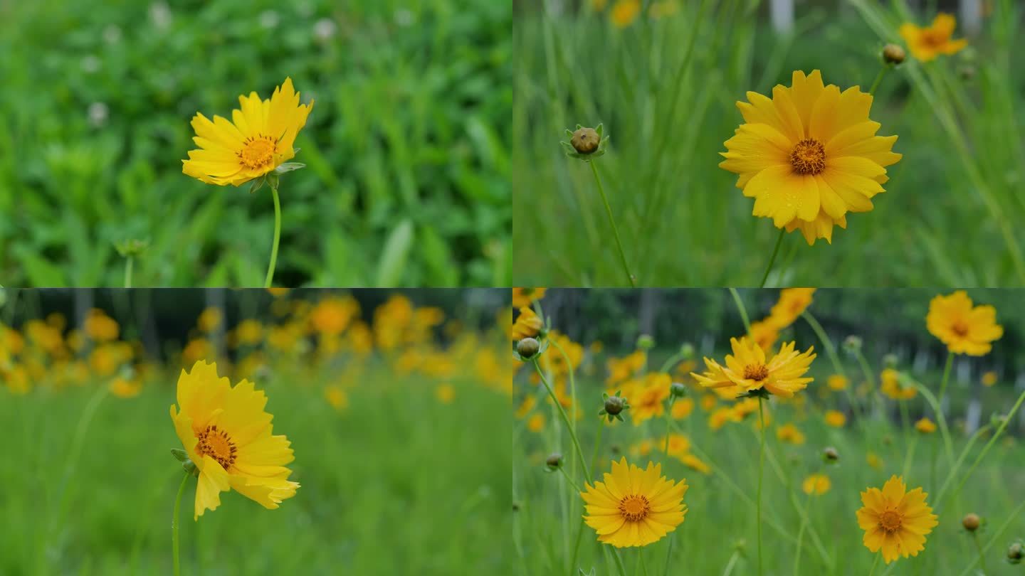 金鸡菊花黄色花海