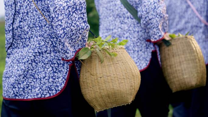 丰收季油茶山采摘女们背着竹篓采摘油茶果