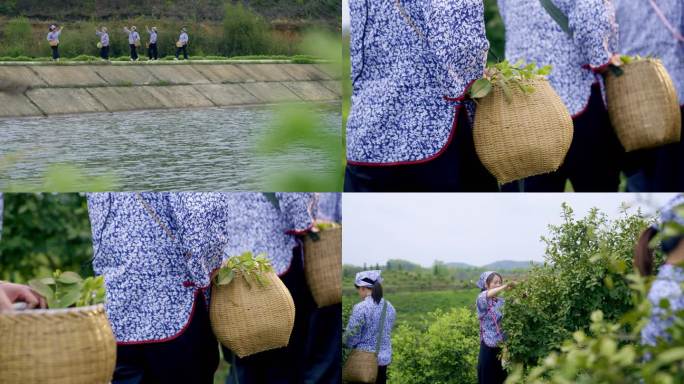 丰收季油茶山采摘女们背着竹篓采摘油茶果