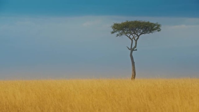 马赛马拉国家保护区单金合欢树的田园诗般的景色。最佳纪录片