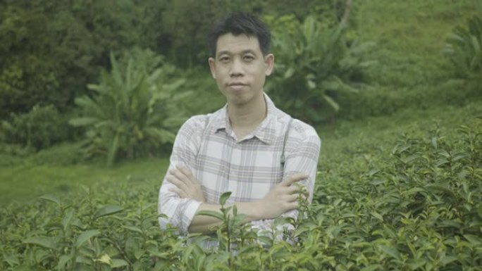 在泰国清迈采摘茶叶的男子肖像