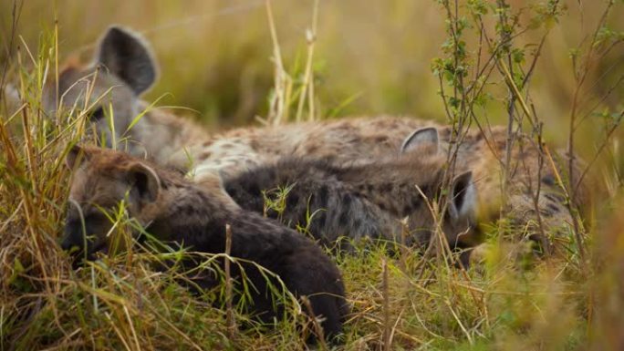 鬣狗幼崽在野生动物保护区的草地上玩耍