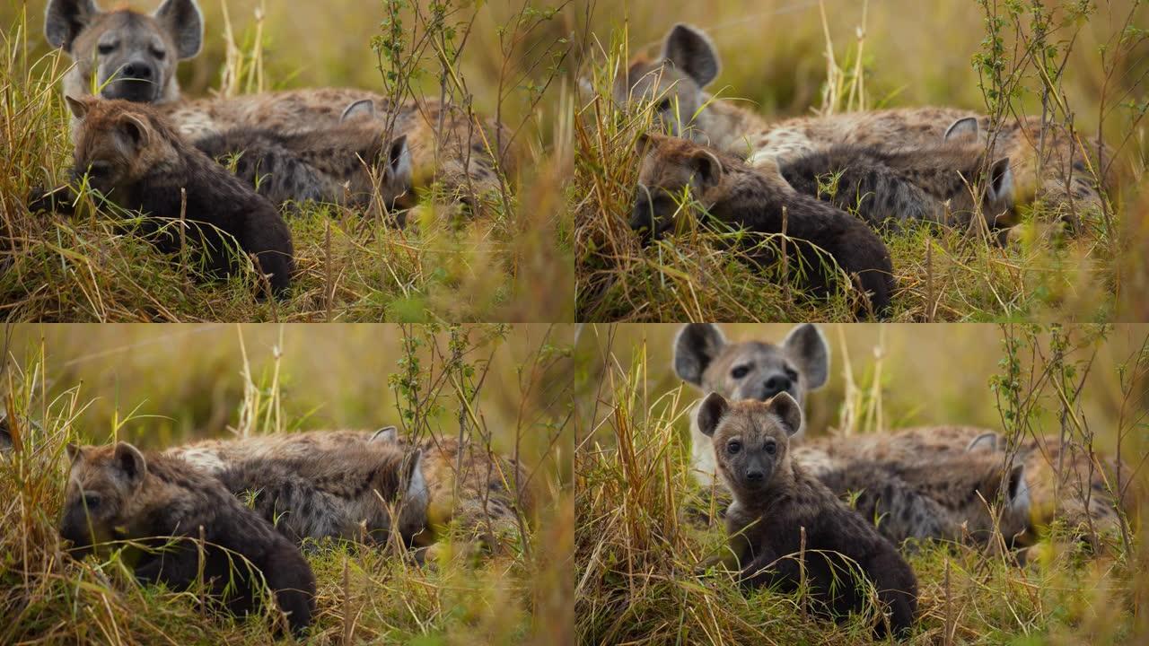 鬣狗幼崽在野生动物保护区的草地上玩耍