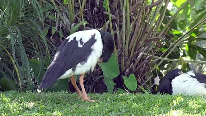 喜鹊鹅或Anseranas semipalmata青草上的黑白鸟