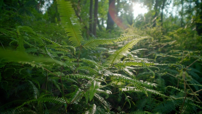 植物森林阳光树林大自然清晨丛林蕨类