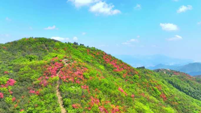 航拍浙江杭州桐庐杜鹃花 春色 乡村美景