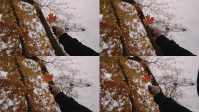 一个不认识的人，穿着黑色夹克，举着秋天的枫叶，背景是树木