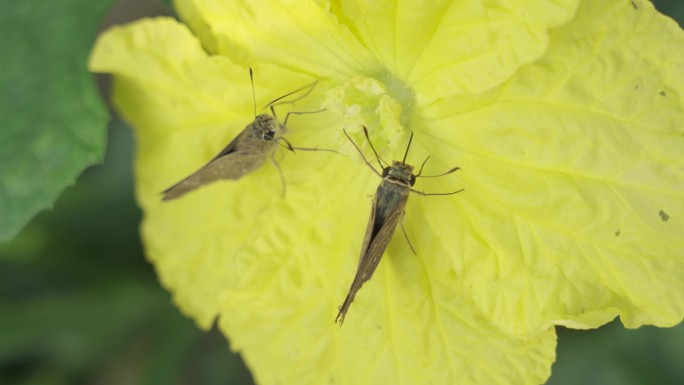 两只飞蛾吸食花粉 害虫
