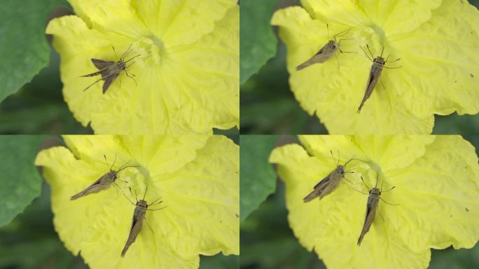 两只飞蛾吸食花粉 害虫
