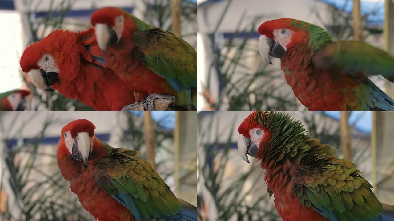 绿色和红色金刚鹦鹉 (高清)