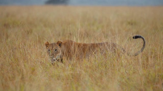母狮正在野生动物保护区的草原上与顽皮的幼崽休息。