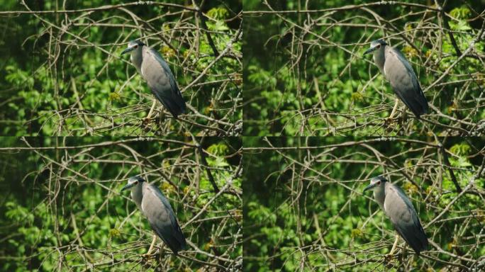 克罗地亚Crna Mlaka树上的黑冠夜鹭 (Nycticorax nycticorax) 殖民地