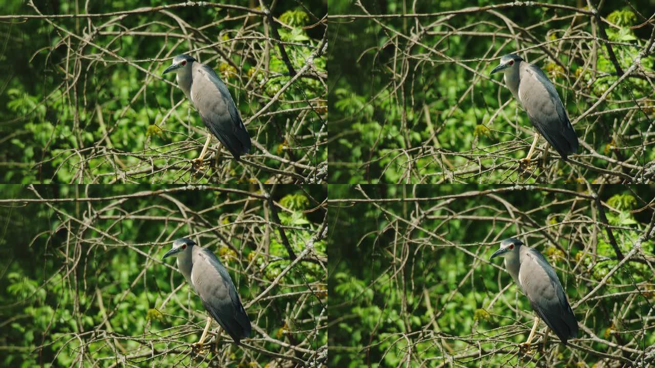 克罗地亚Crna Mlaka树上的黑冠夜鹭 (Nycticorax nycticorax) 殖民地